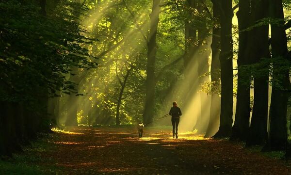 Tree-lined path with soft evening light, suitable for a calm walk